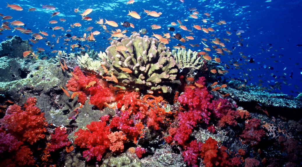 Koralrev marine park malaysia